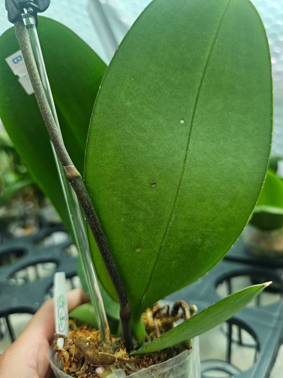 Thumbnail: Phalaenopsis I-hsin Sesame 