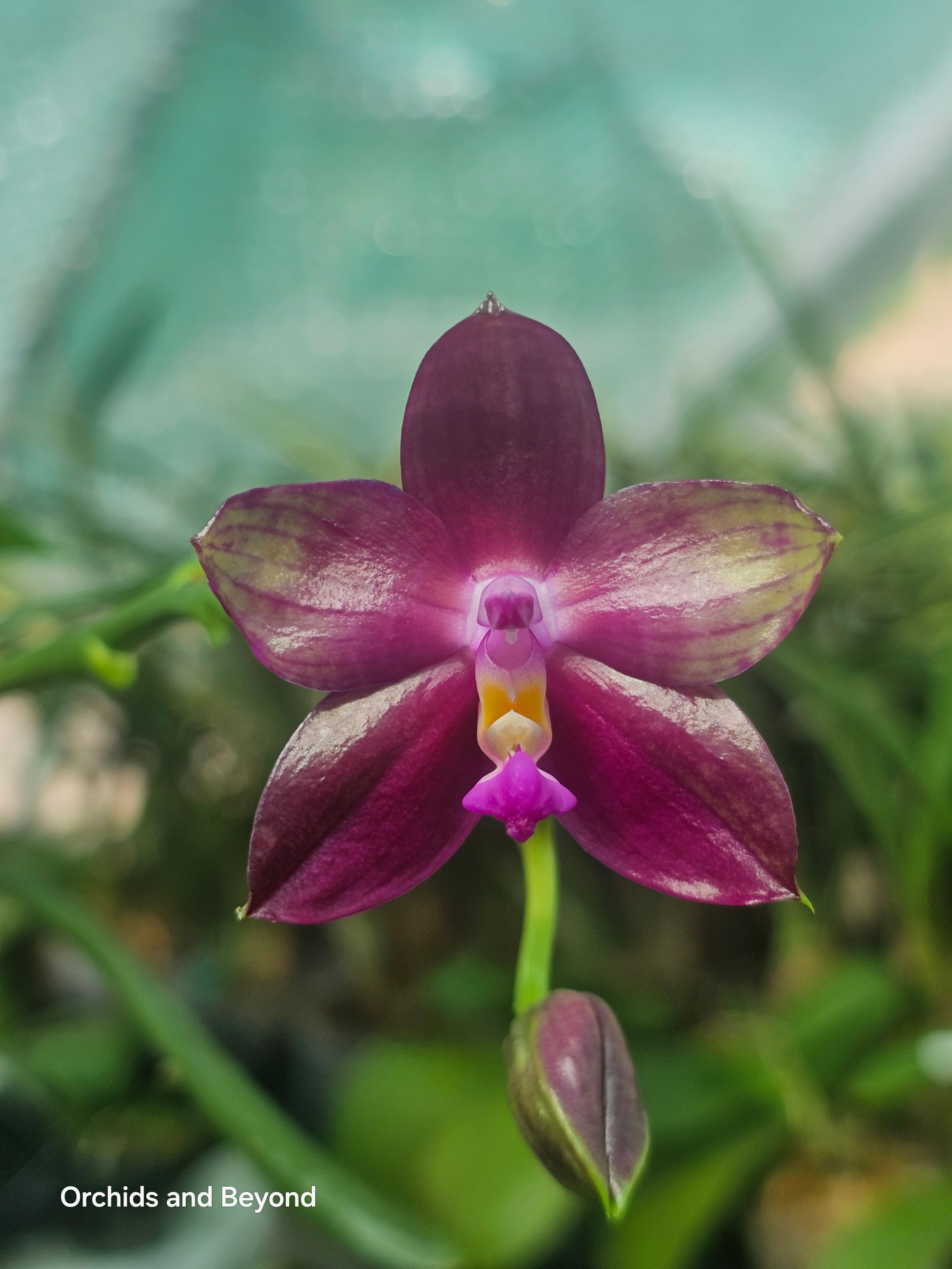 Phal. Miki Lola Girl Bear King '666'