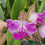 Thumbnail: Cattleya Yuan Dung Sweet 'Dragon Fruit' 