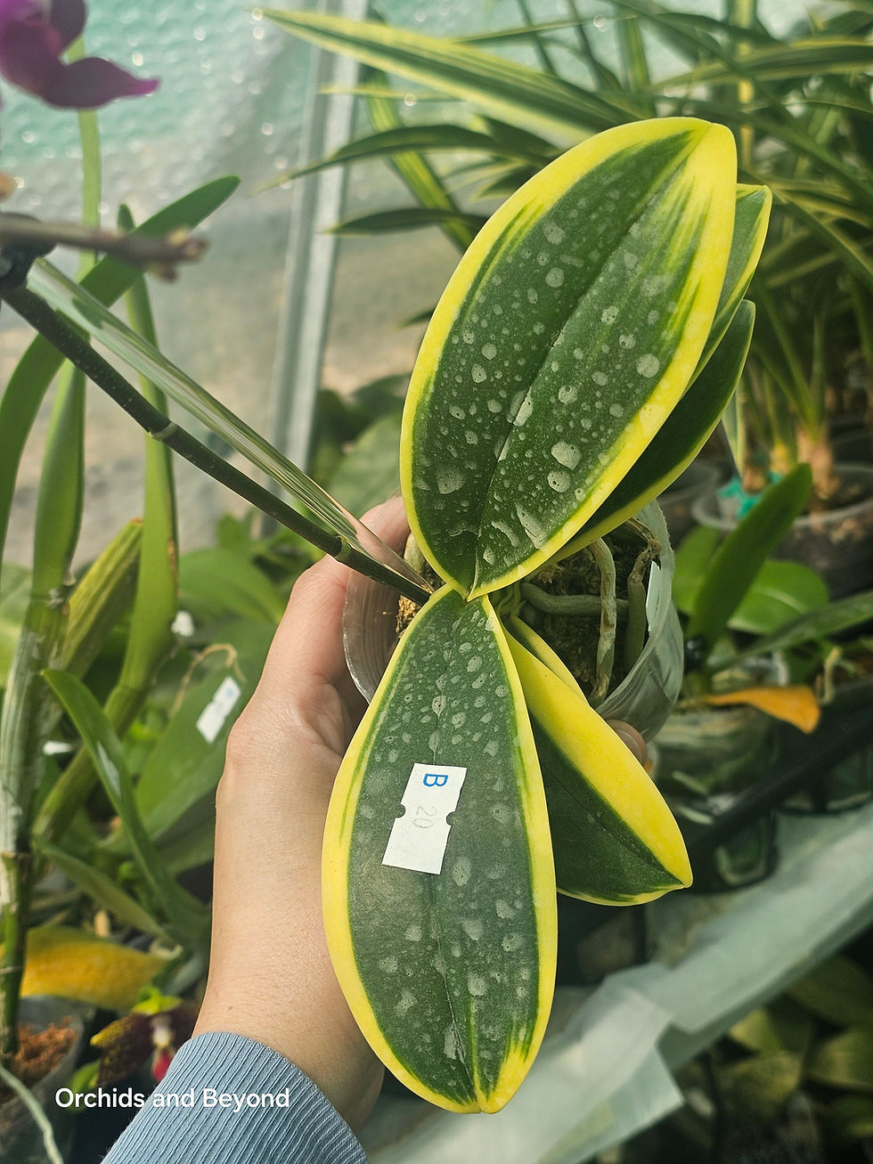 Thumbnail: Phal. Sogo Yenlin 'Coffee' (variegata & 2 eyes)