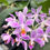 Thumbnail: Phalaenopsis Gigantea 'Jumbo Libra' X Equestris 