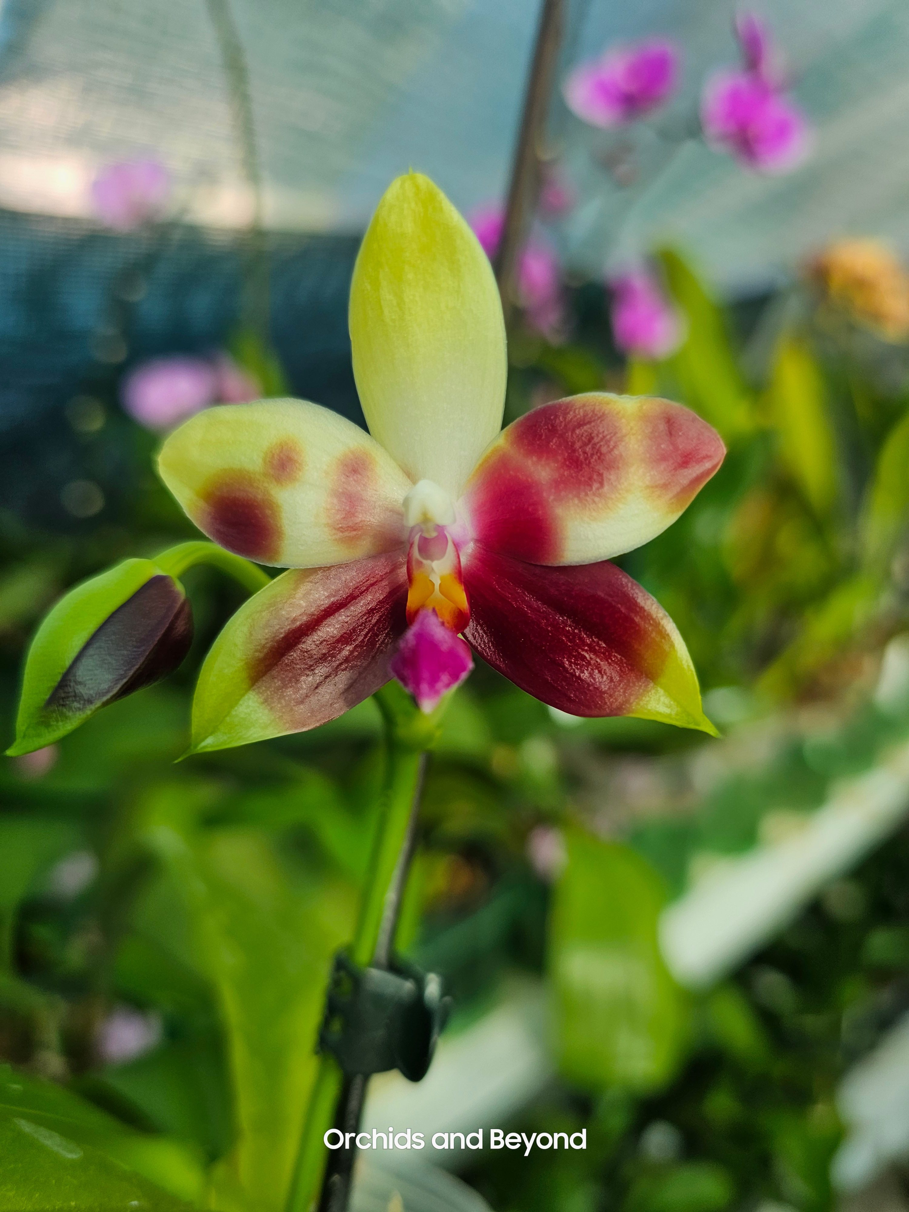Phal. Miki Rose Vincent 1782