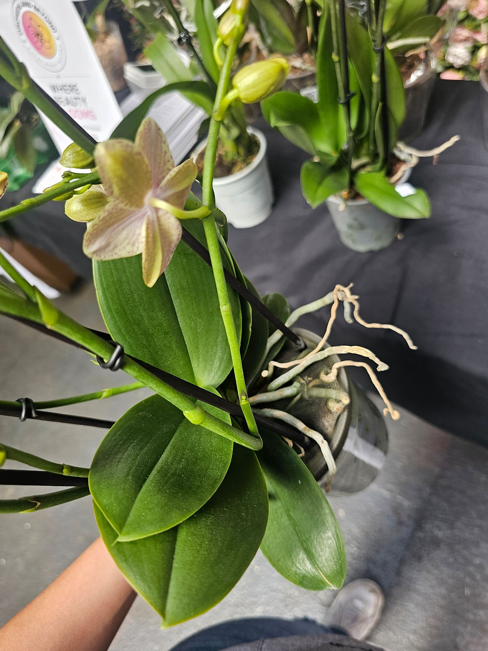 Thumbnail: Phal. Pikachu