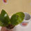 Thumbnail: Phalaenopsis Samera Var. Red X Sib 