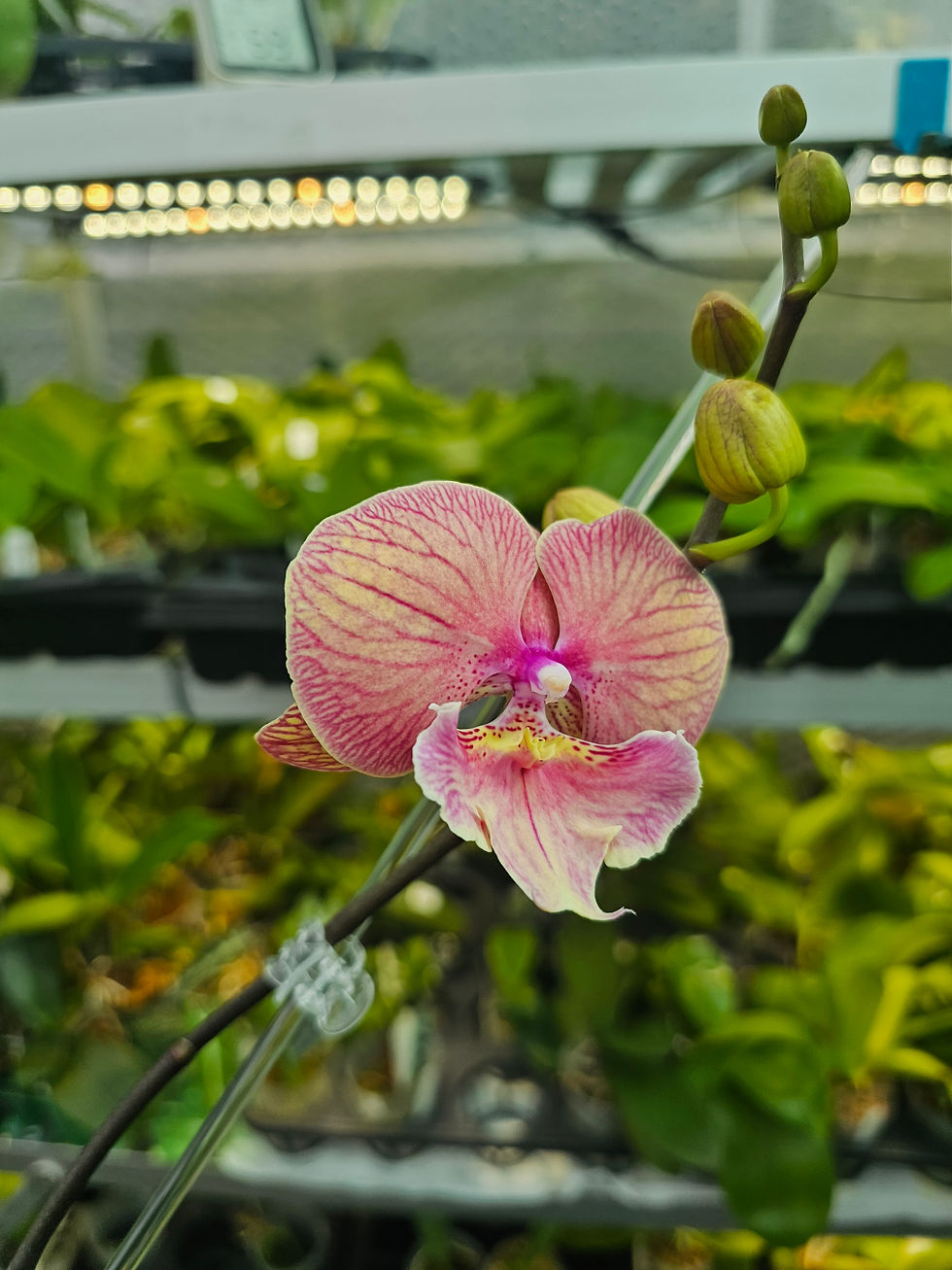 Thumbnail: Phal. Dragon Heart