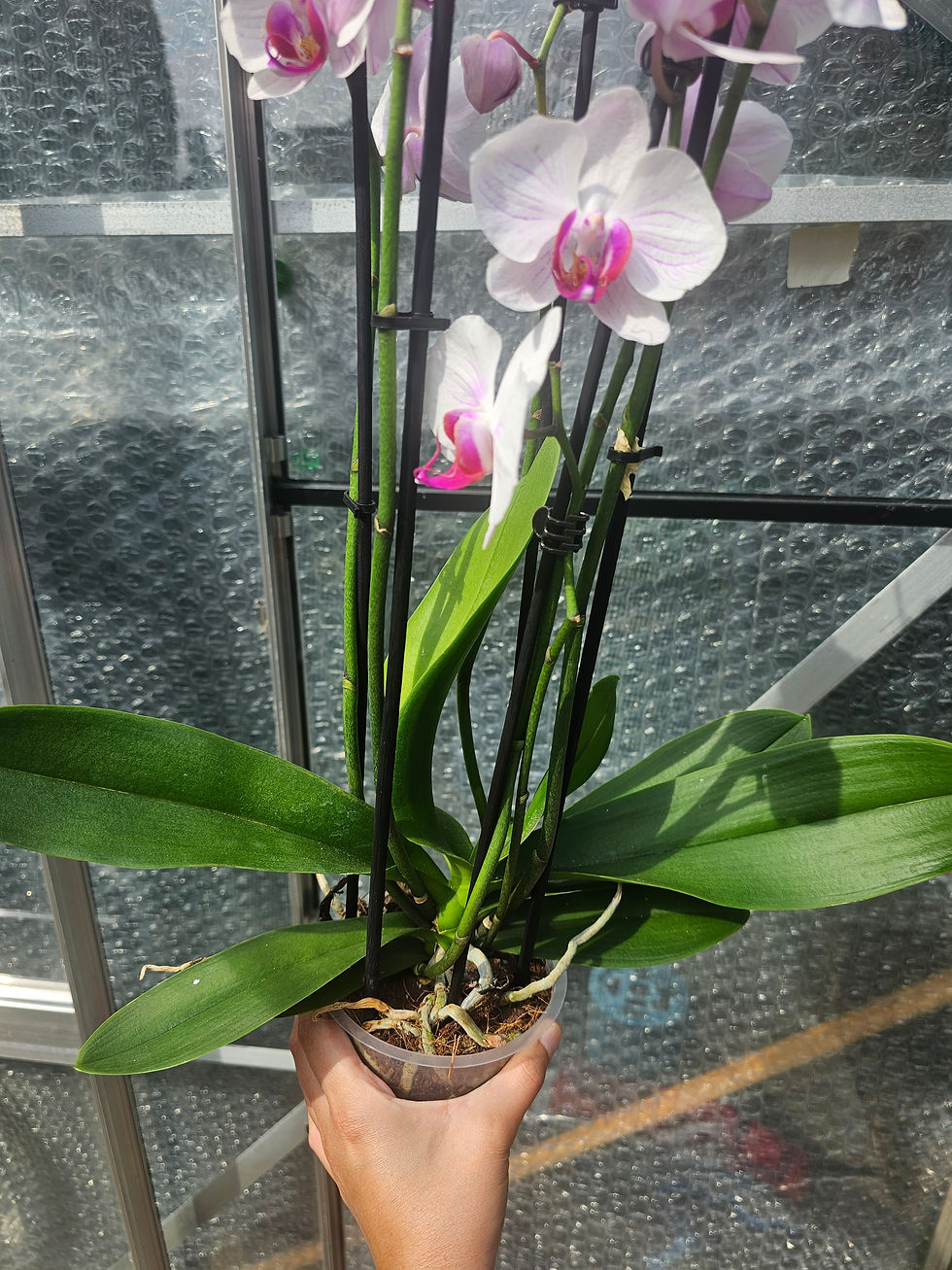 Thumbnail: Phalaenopsis hybrid