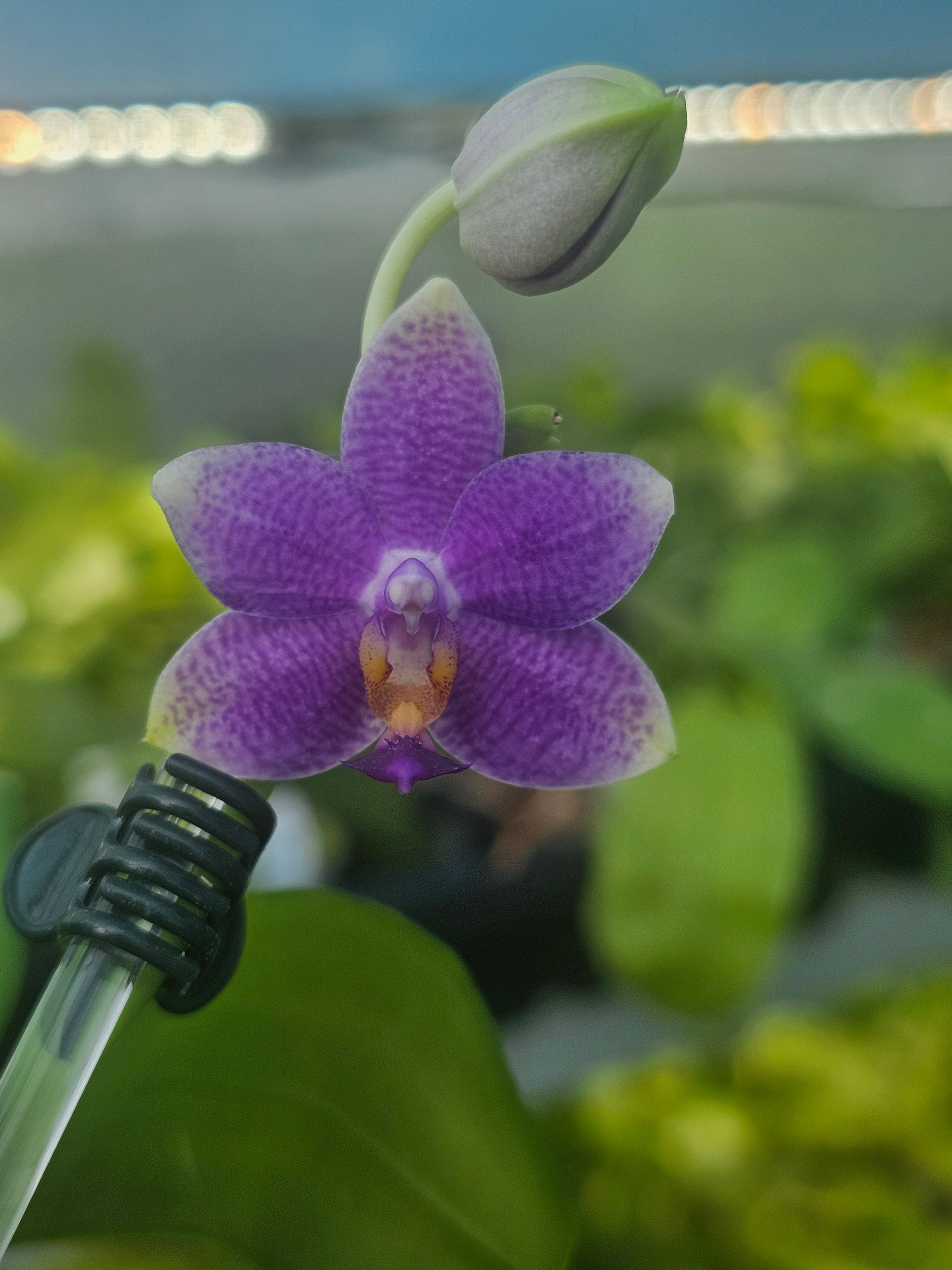 Phalaenopsis Lioulin Blue Star F10