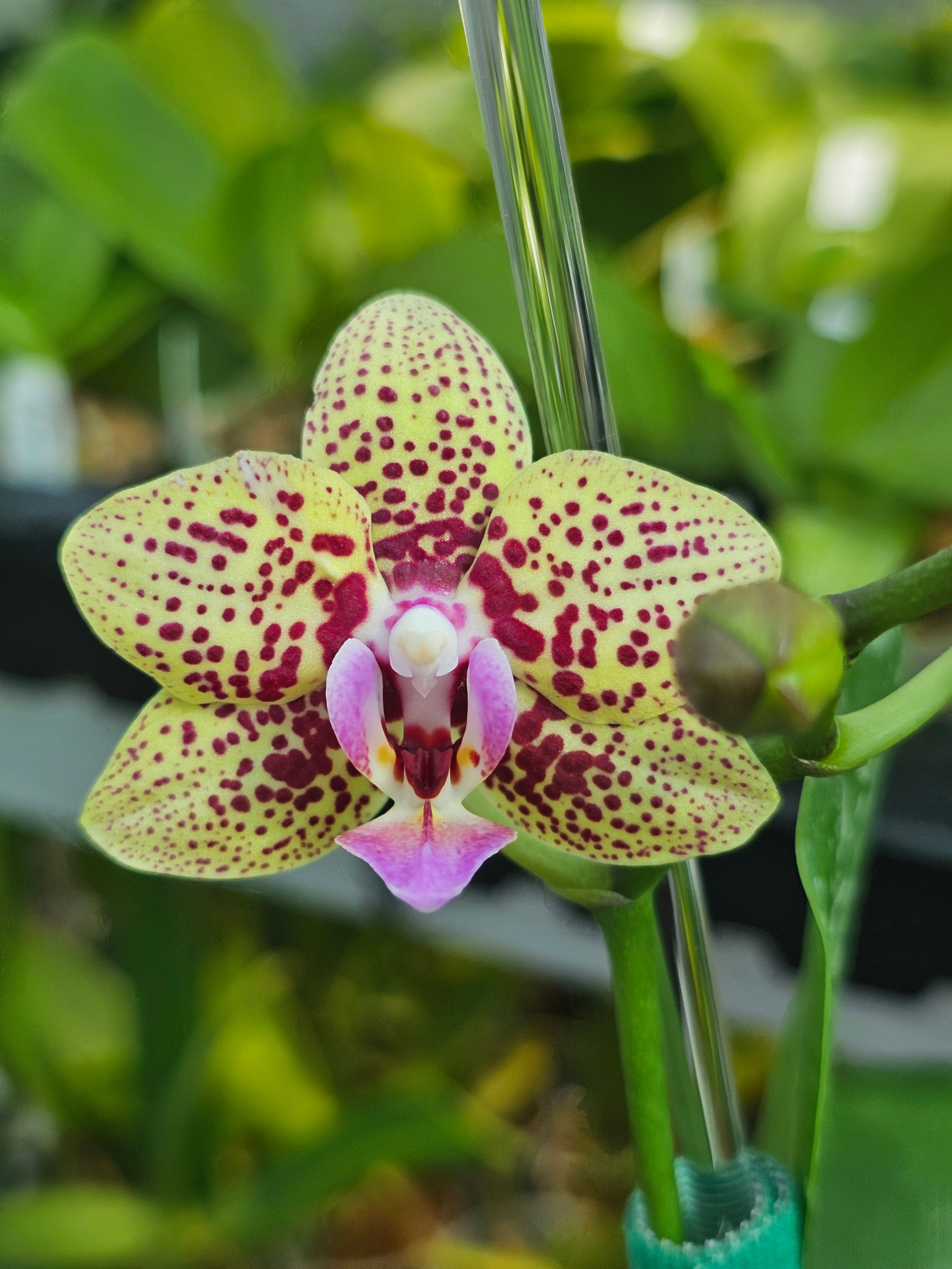 Phal. Lucky Leopard '05206' (peloric)