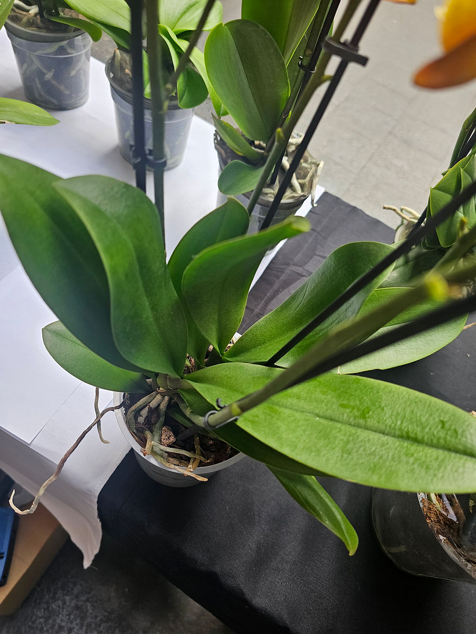 Thumbnail: Phalaenopsis Las Vegas 