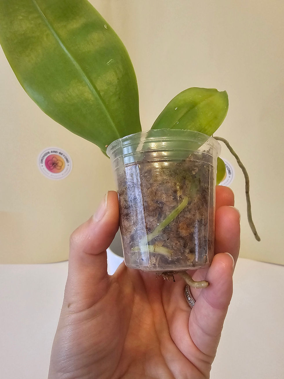 Thumbnail: Phalaenopsis Lioulin Gentle Love X Mituo Prince 