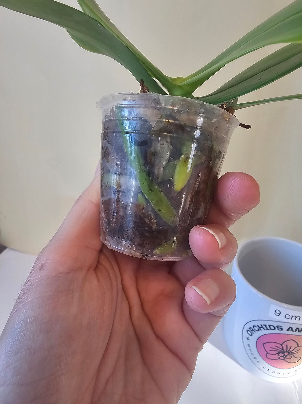 Thumbnail: Phalaenopsis Lioulin Blue Star F10 