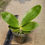 Thumbnail: Pre-order Phal. Yaphon Gelacea