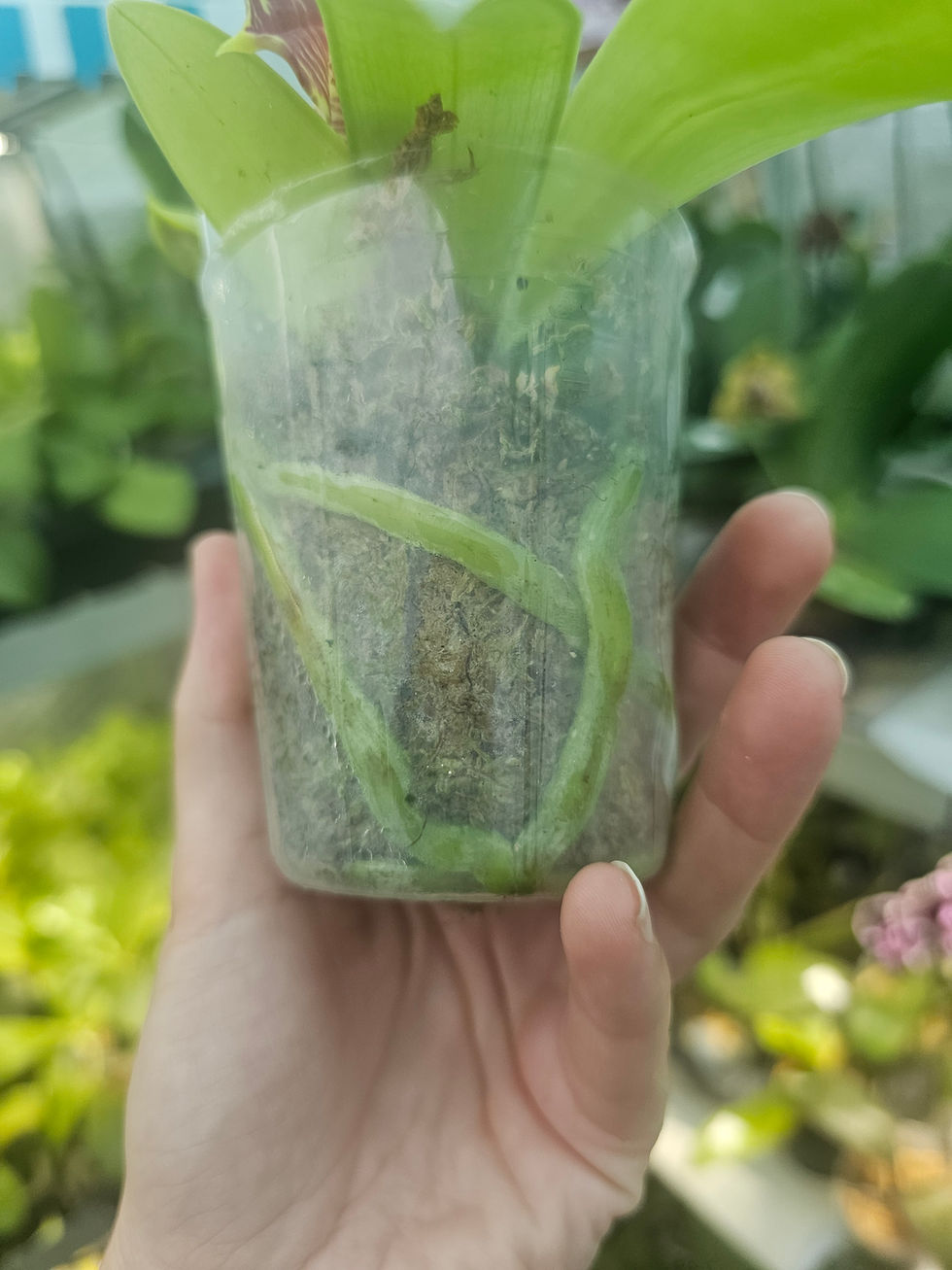 Thumbnail:  P. Freya's Emerald Dragon x P. Freya's Lollipop 'Dark Purple'