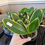 Thumbnail: Phalaenopsis Miki Pink Fox Variegated And Peloric 