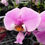 Thumbnail: Pre-order Phal. schilleriana × sib