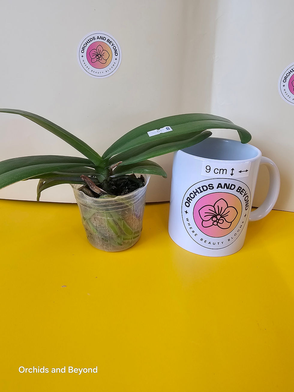 Thumbnail: Phal. amabilis 'Surabaya' × sib