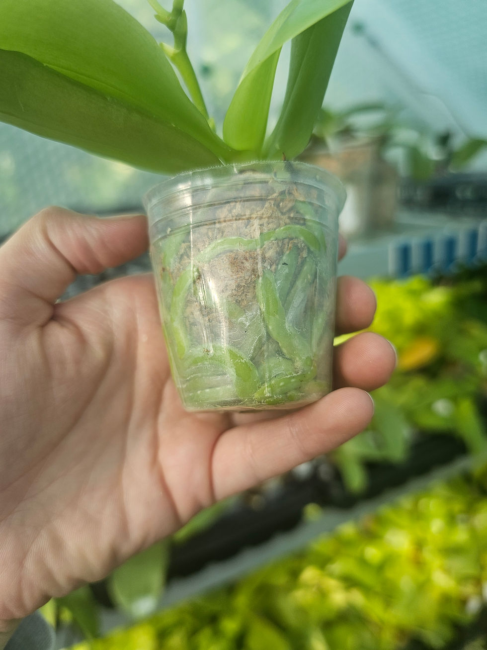 Thumbnail: Phalaenopsis Lioulin Blue Peacock x Penang Jewel 