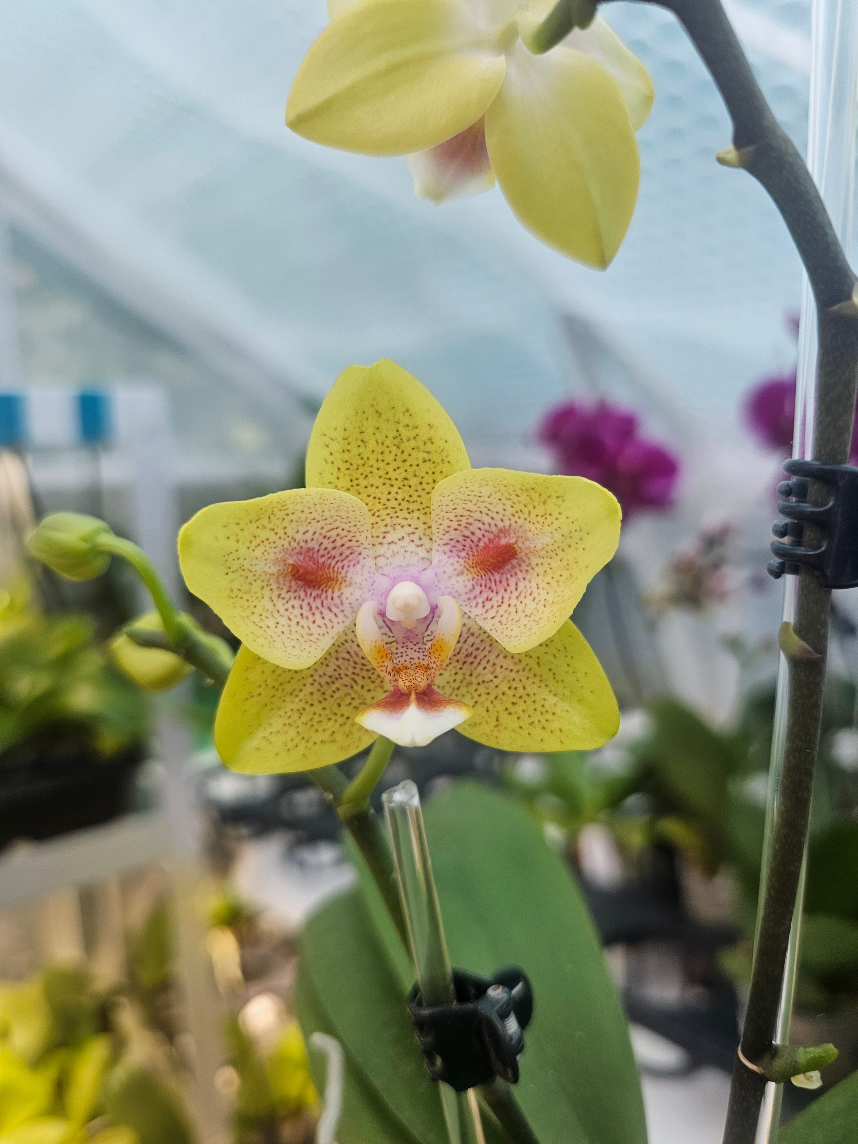 Phal. Yaphon Green Batman