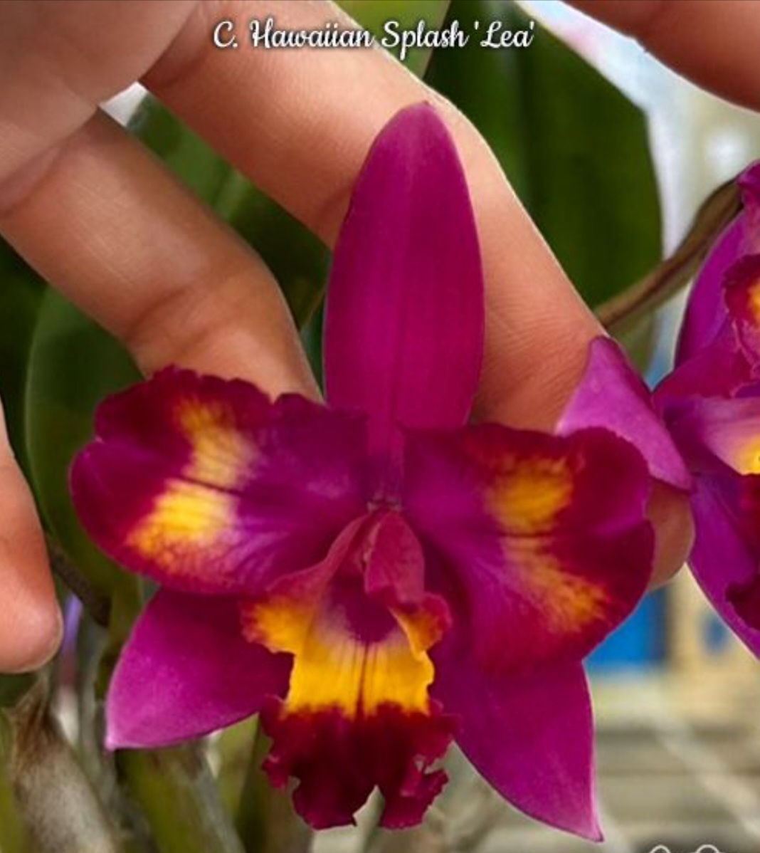 2 x Cattleya Hawaiian Splash 'Lea'