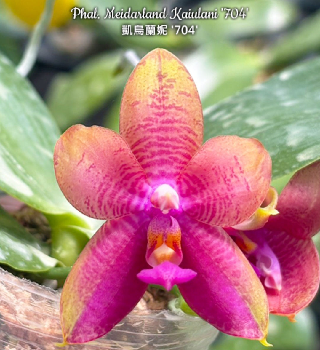 Phal. Meiderland Kaiulani 704