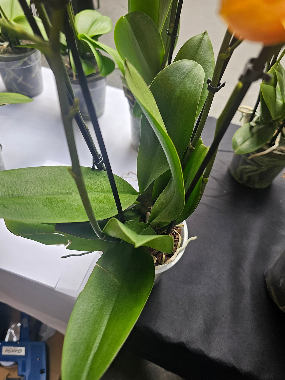 Thumbnail: Phalaenopsis Las Vegas 
