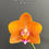 Thumbnail: Phalaenopsis Pumpkin Mont Blanc 