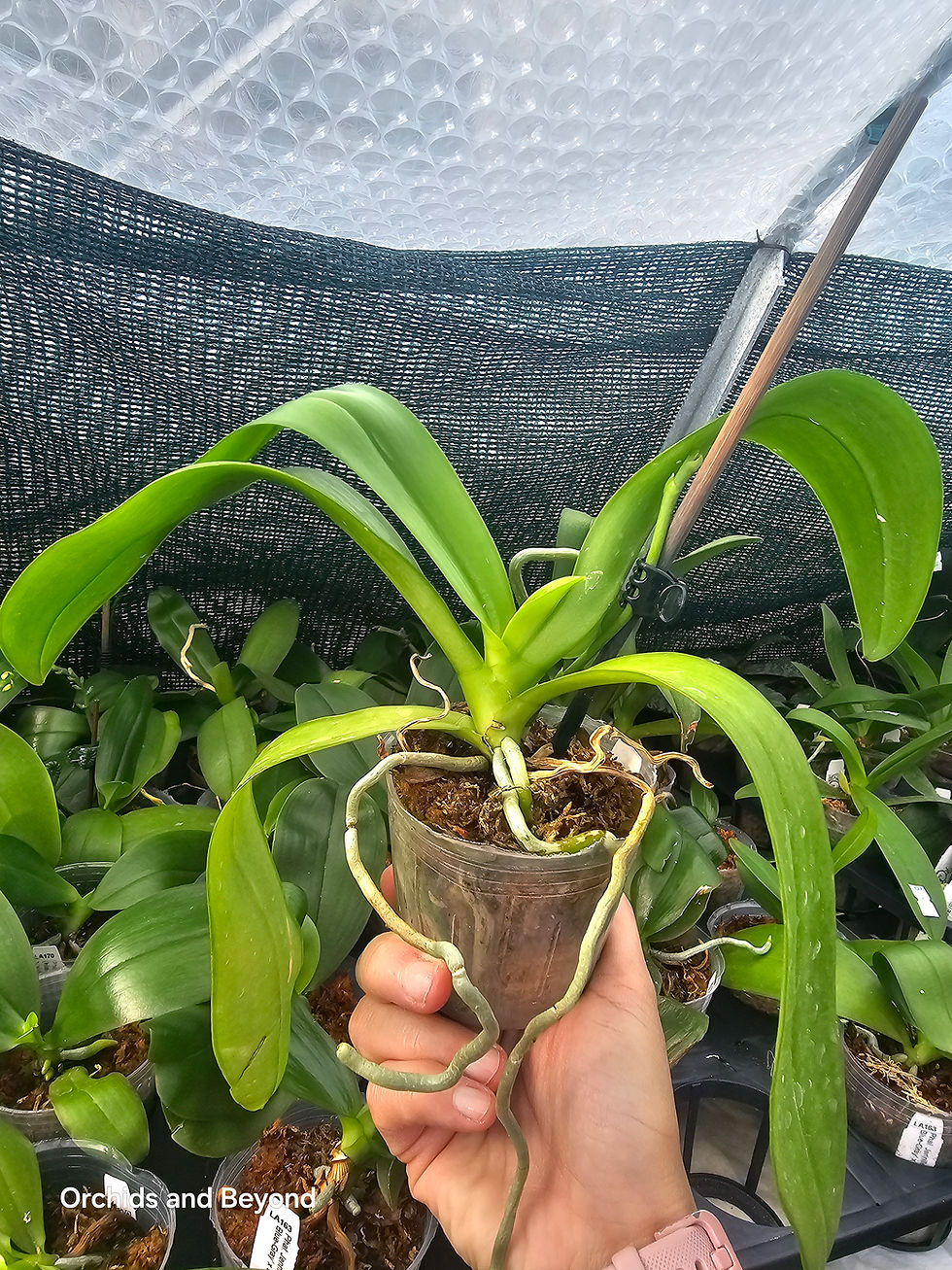 Thumbnail: Phalaenopsis Hieroglyphica var. Flava x 'Glory'