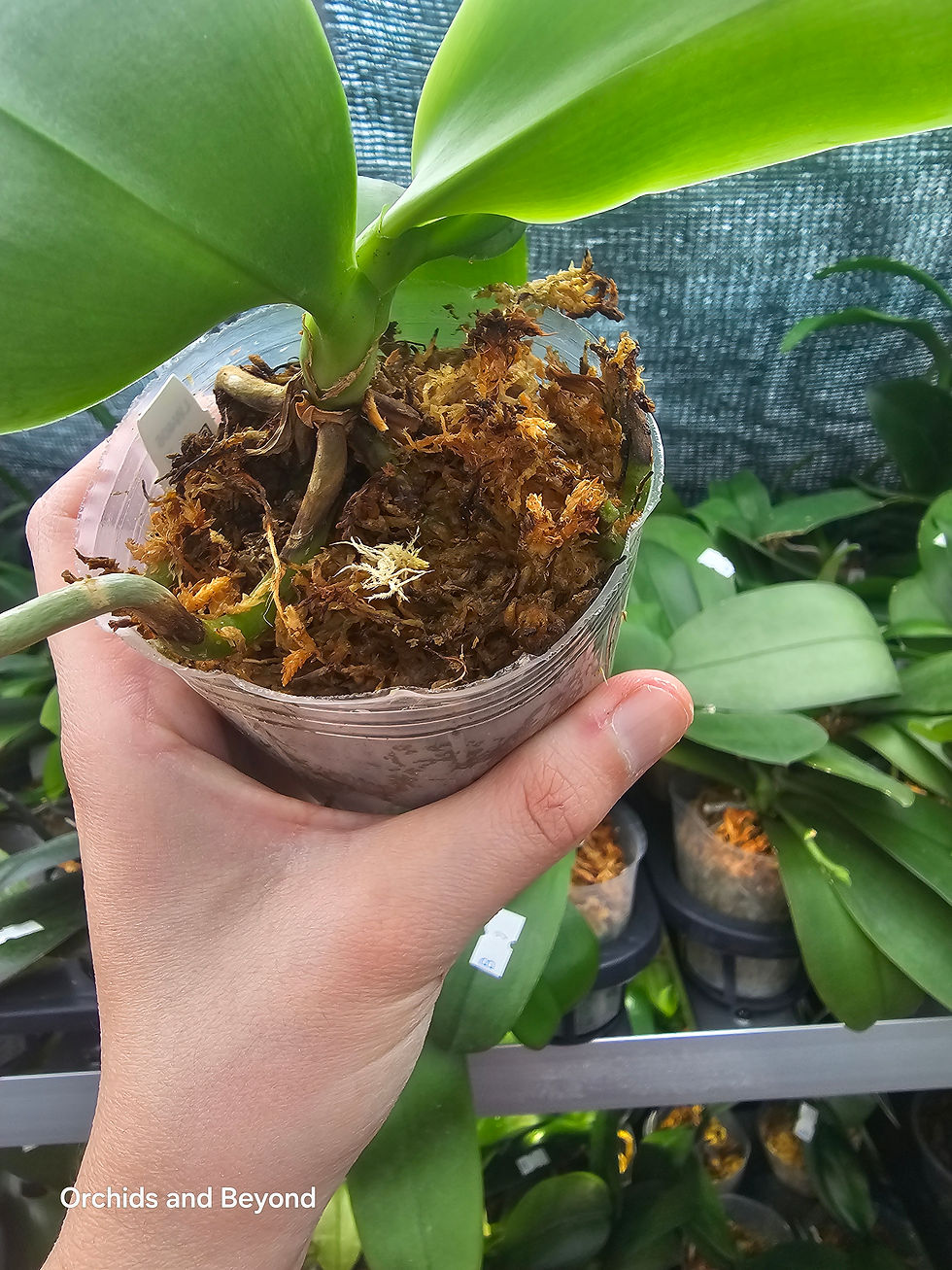 Thumbnail: Phal. Tetraspis 'Purple' stem propagated