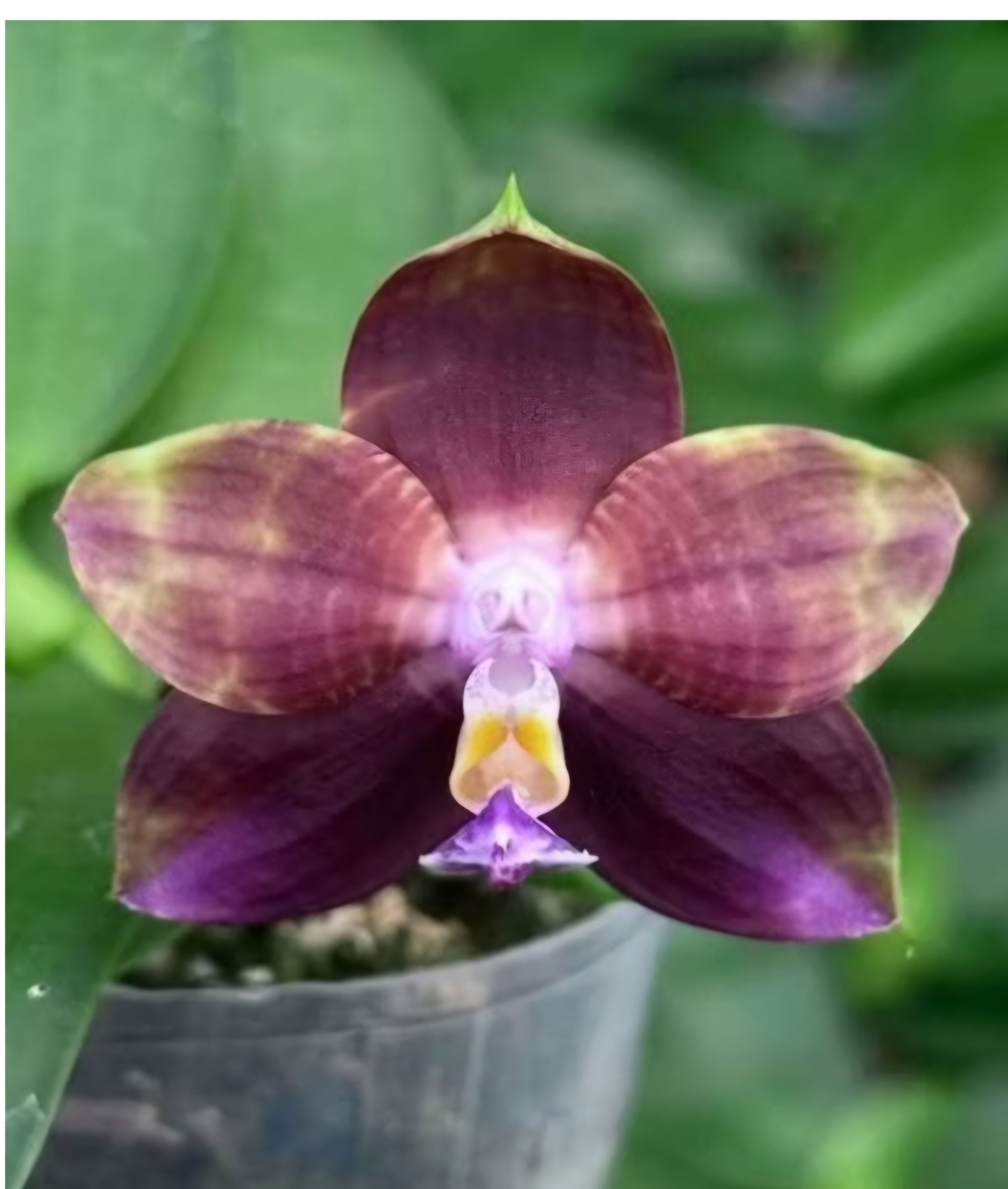 Phal. Mituo Obsidian 'Pluto'