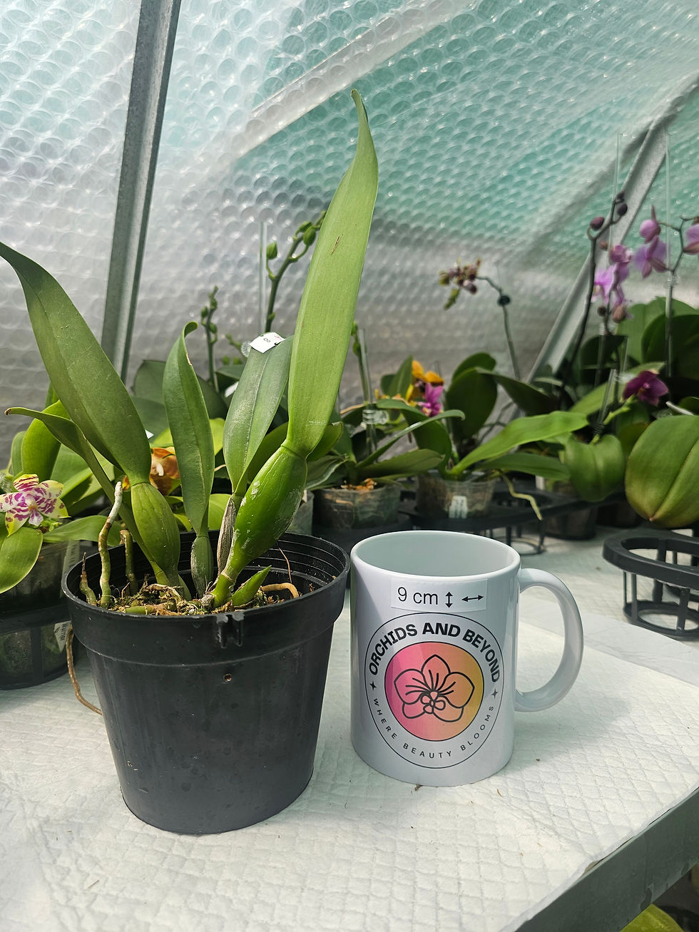 Thumbnail: Rlc. Burdekin Wonder 'LakeLand' AM/AOS