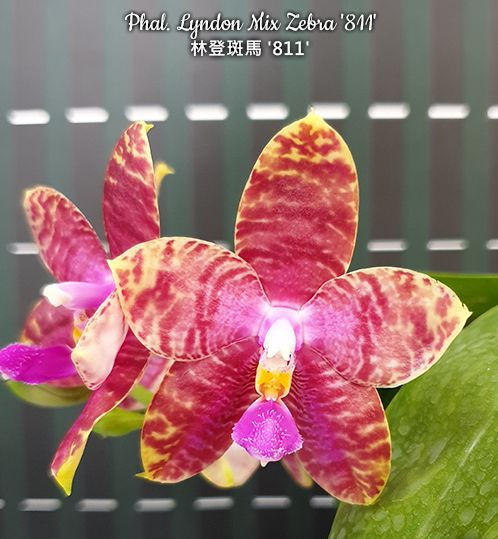 Thumbnail:  Phal. Lyndon Mix Zebra '811'