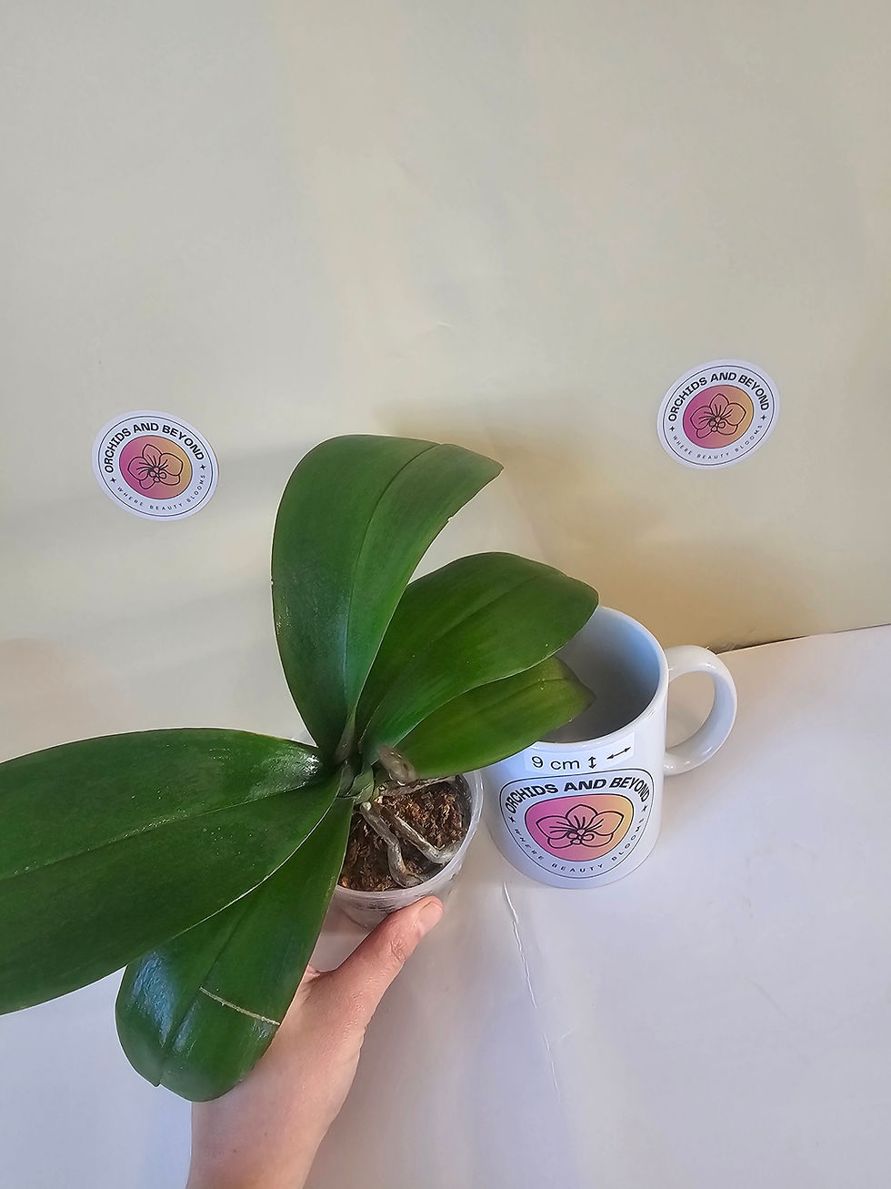 Thumbnail: Phalaenopsis OX Van Gogh 