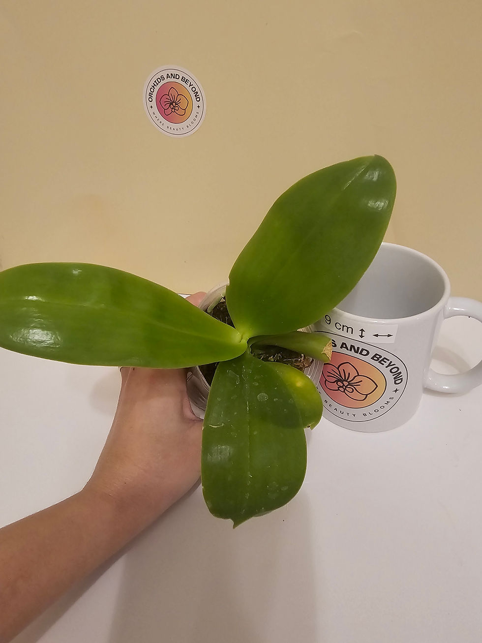 Thumbnail: Phalaenopsis Mituo Reflex Dragon 'Blue-2' X Yaphon Lover 