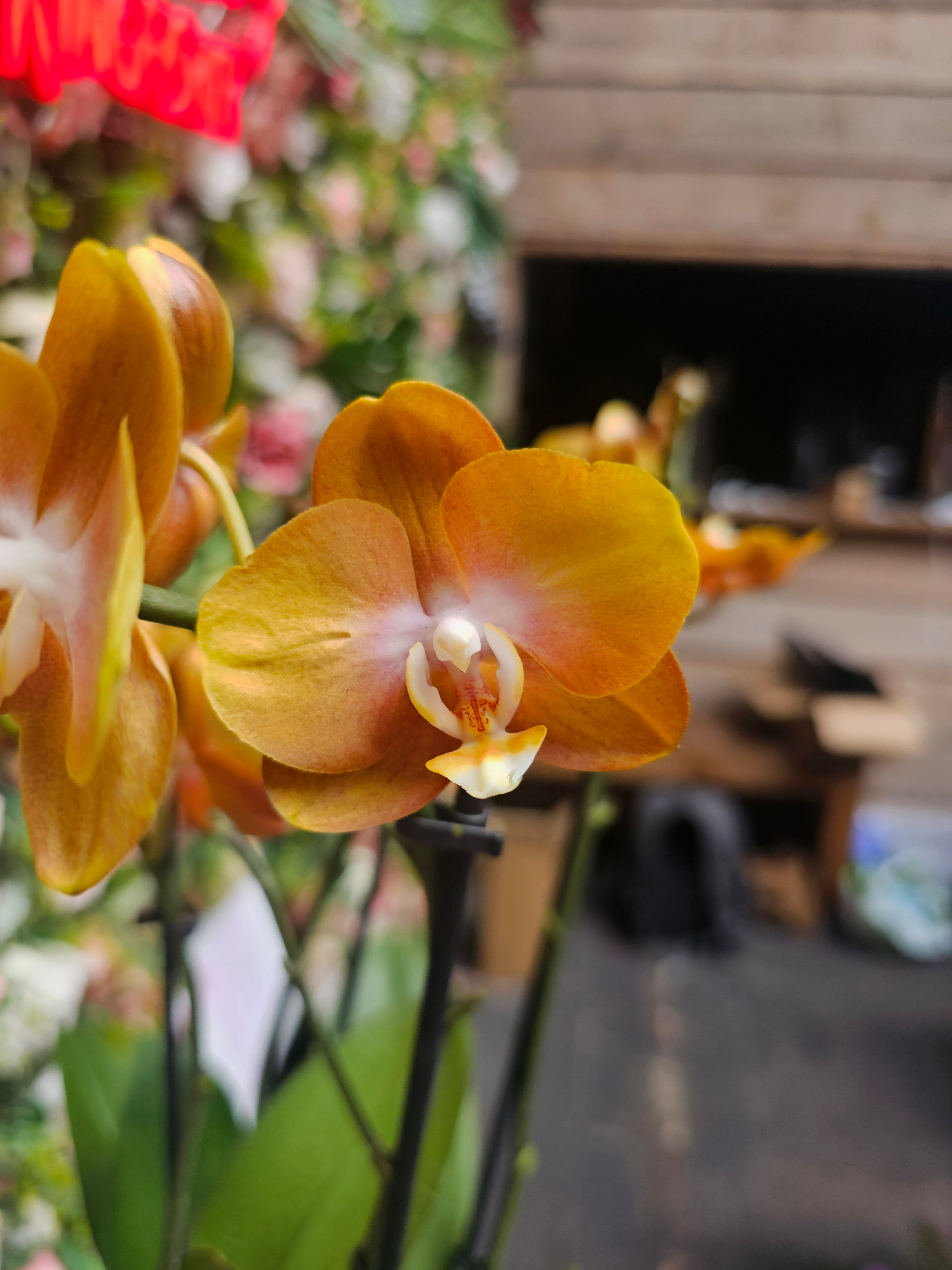 Phalaenopsis Las Vegas 