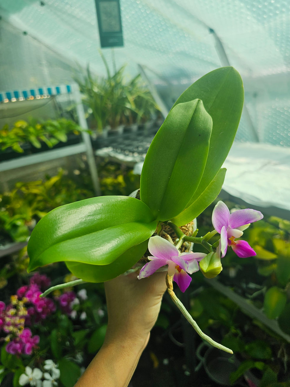 Thumbnail: Phal. Fluorescent Pink 