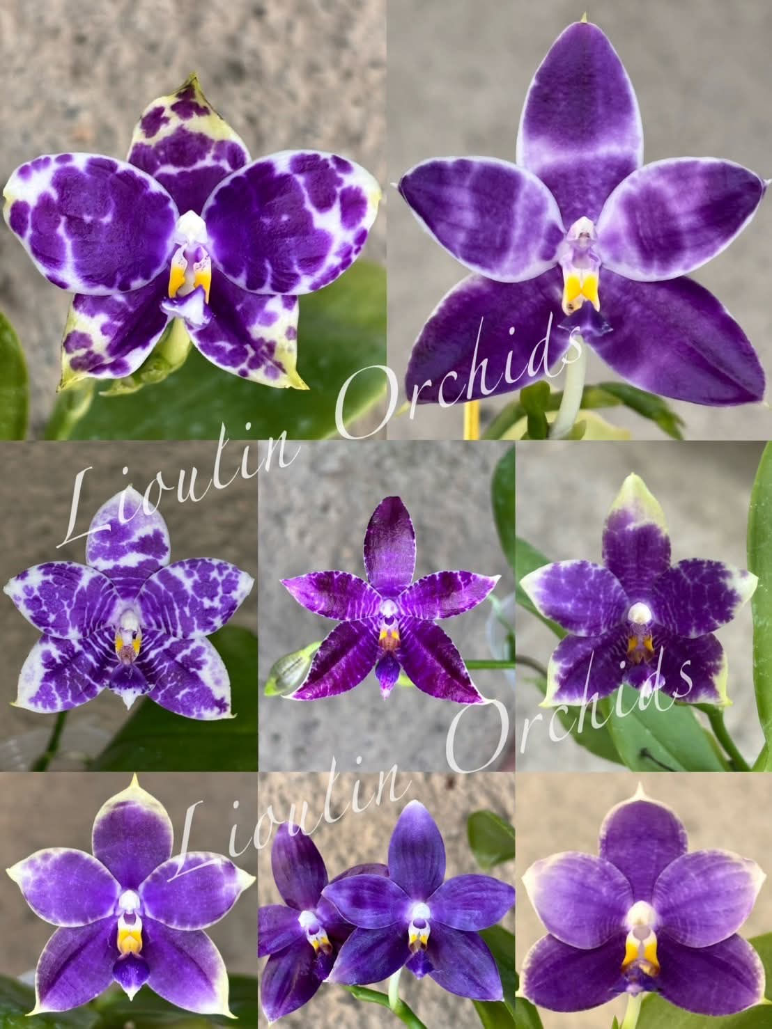 Lioulin Mystery Bundle 6 plants for the price of 4