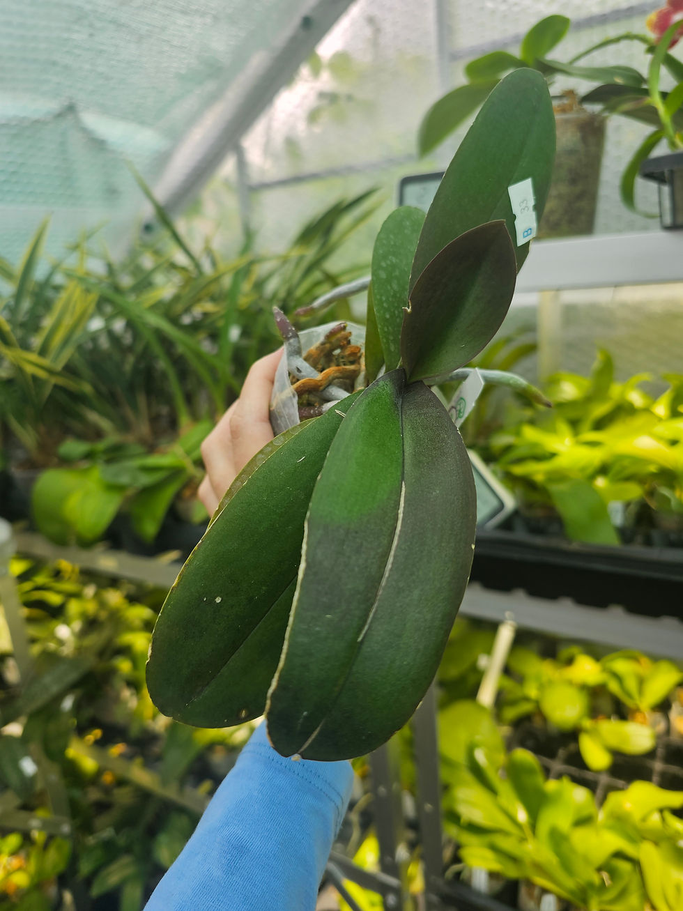 Thumbnail: Last 1! Phalaenopsis King Car Marble 717 