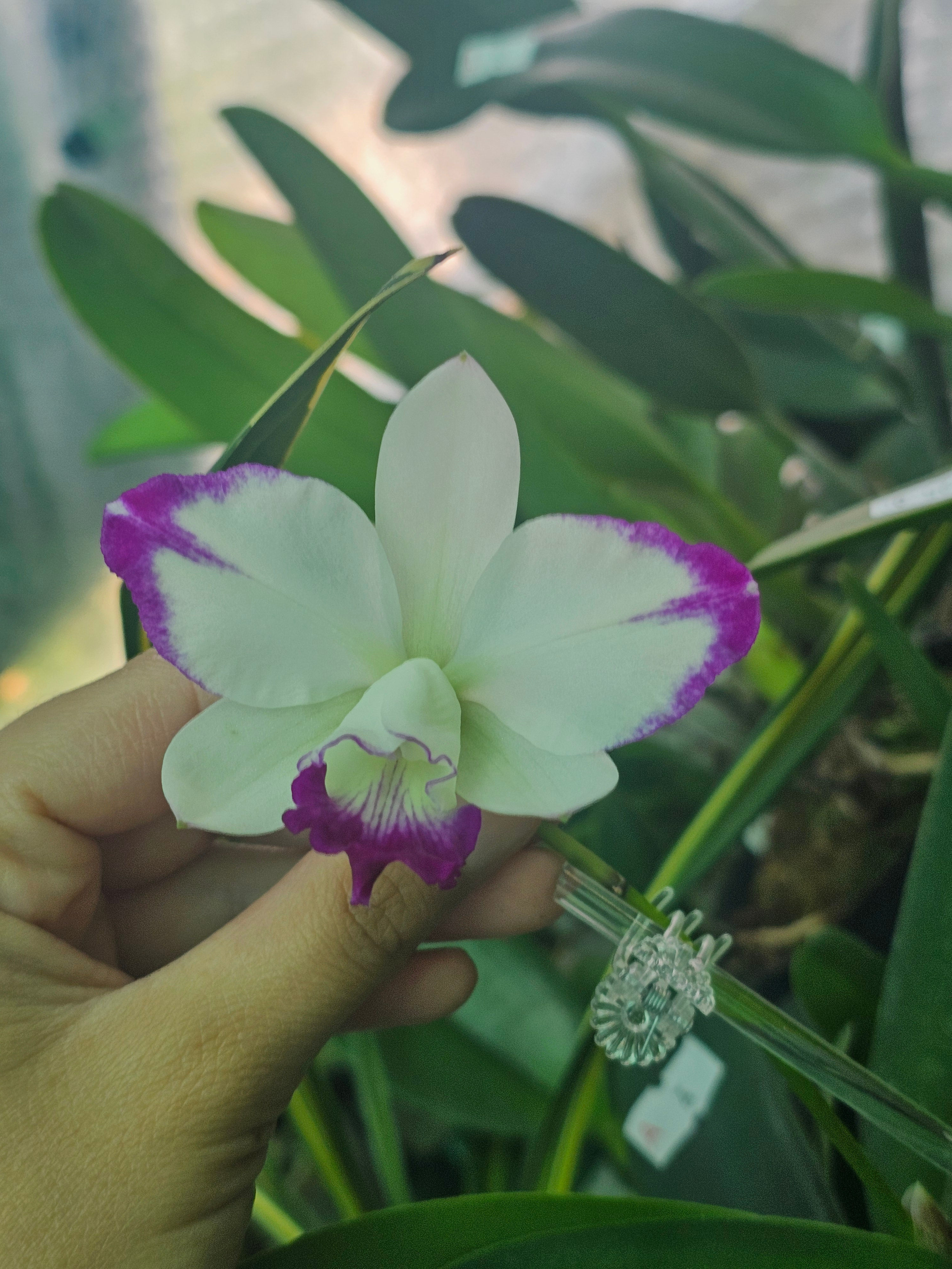 LC. Hwa Yuan Angel 'Little Beautiful'