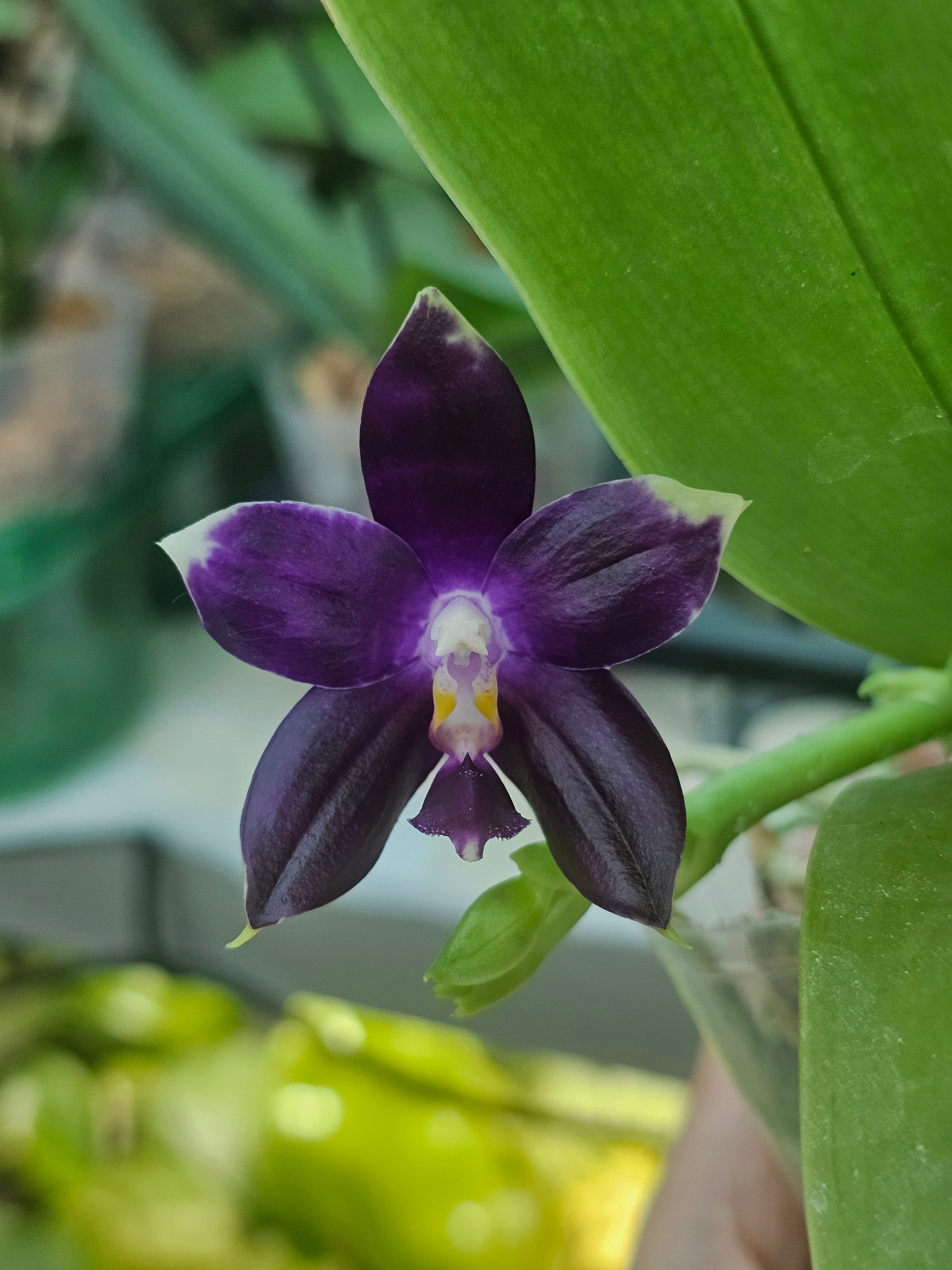 Phal. Jennifer Palermo #2 x Mainshow Blue Elf #1