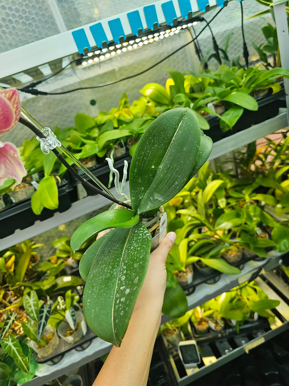 Thumbnail: Phal. Dragon Heart