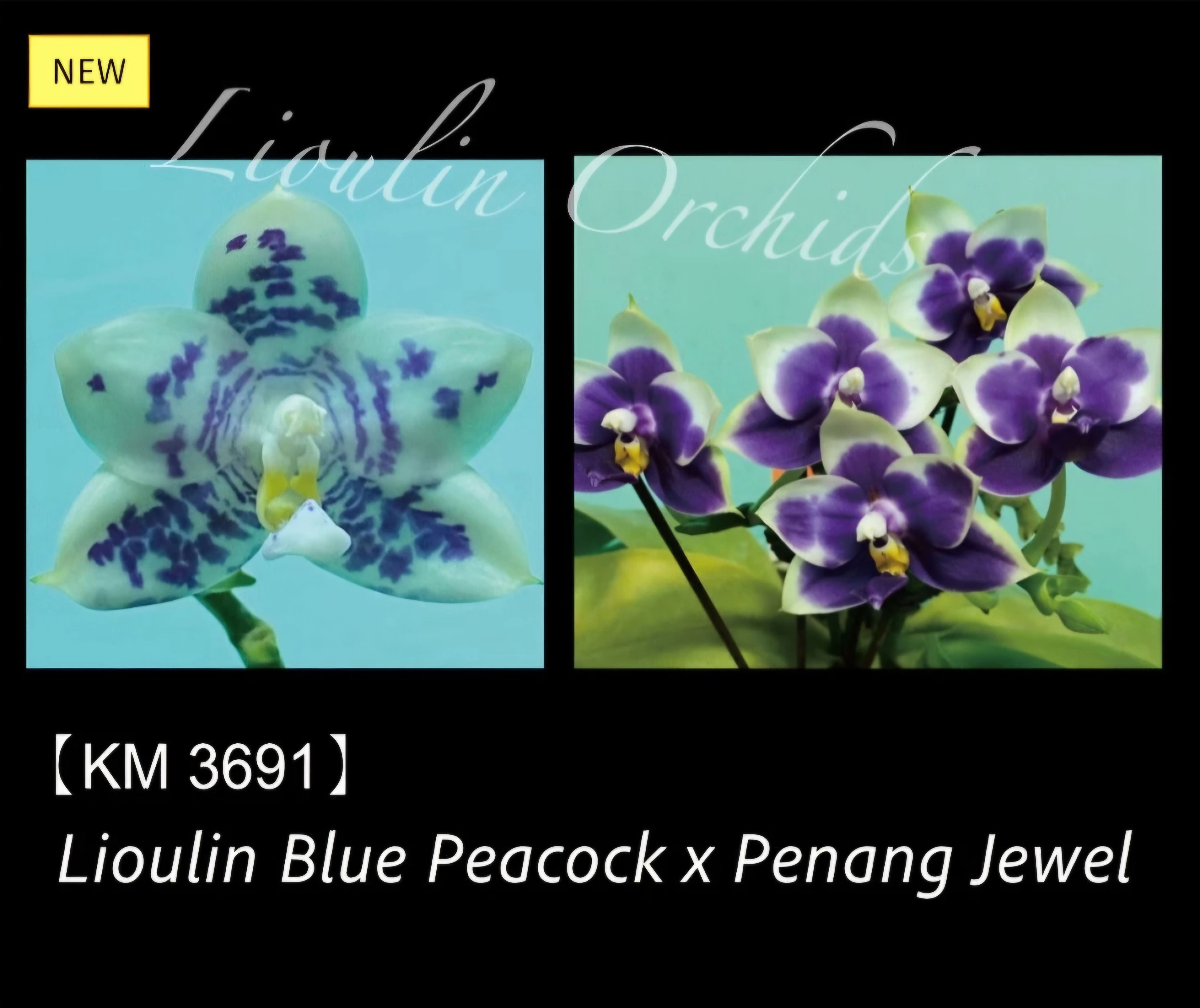 Phalaenopsis Lioulin Blue Peacock X Phal. Penang Jewel 