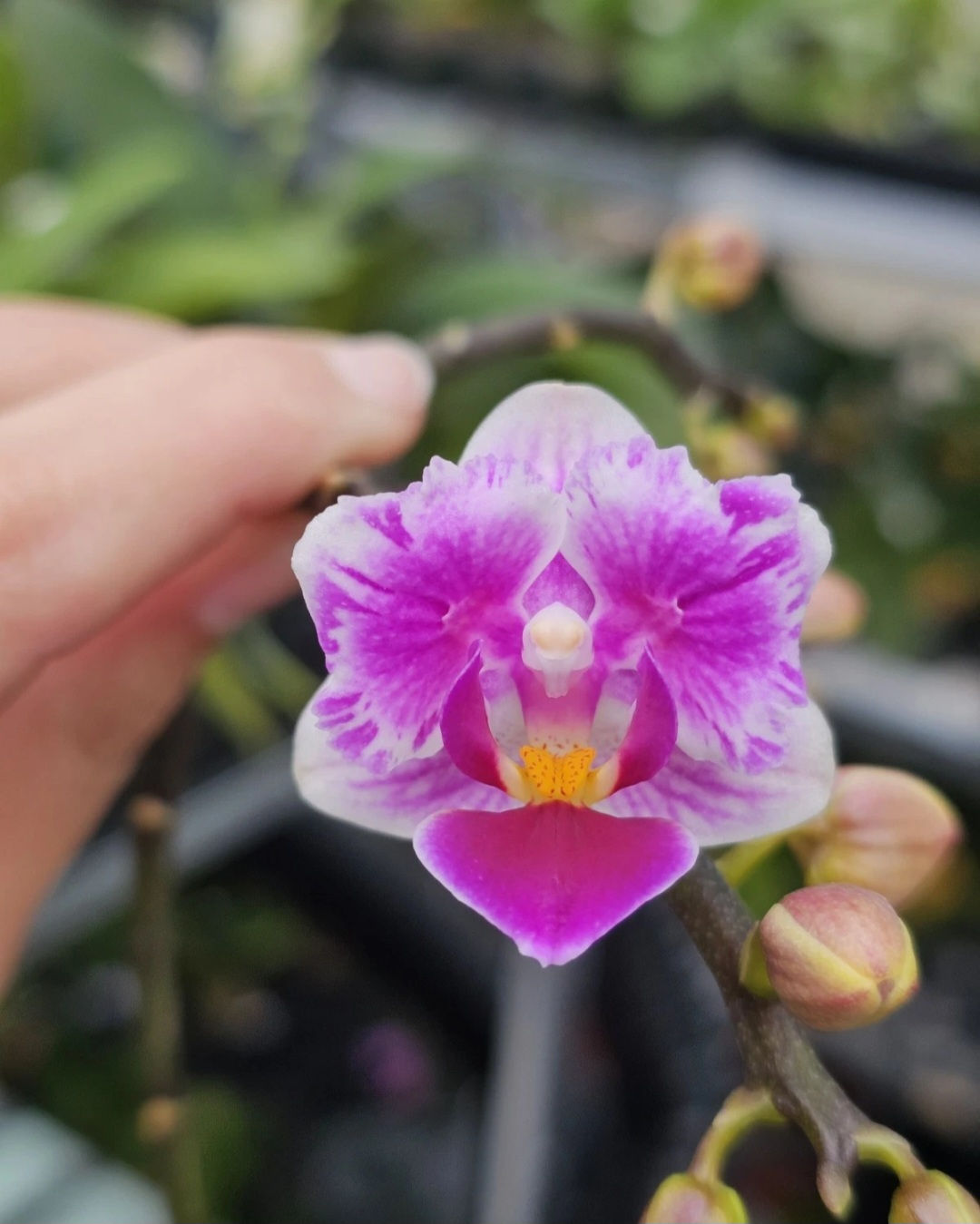 Phalaenopsis Lioulin Grape Peloric 