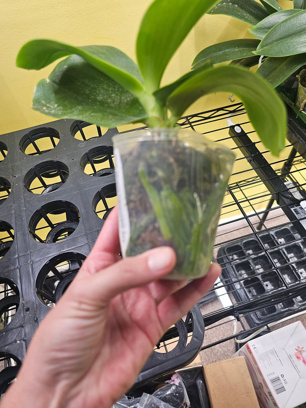 Thumbnail: Phal. Micaels Canarybase 543
