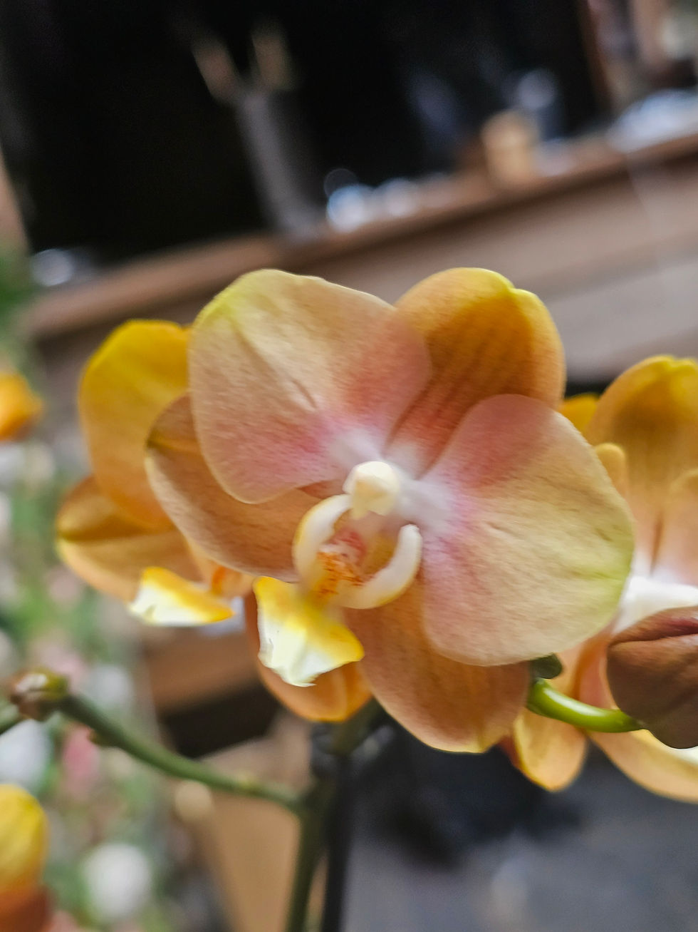 Thumbnail: Phalaenopsis Las Vegas 