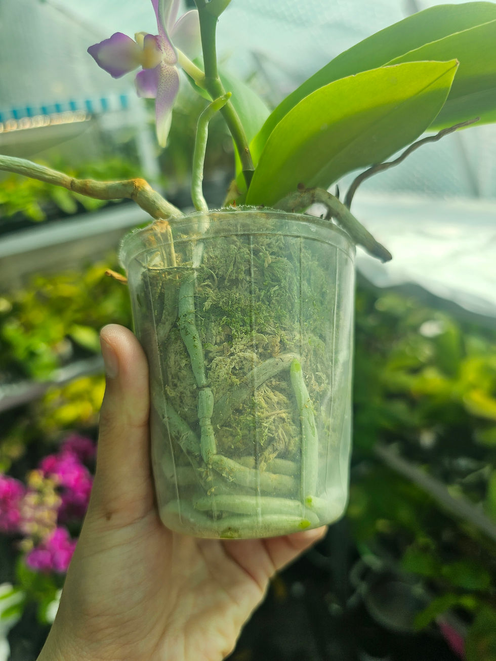 Thumbnail: Phal. Fluorescent Pink 