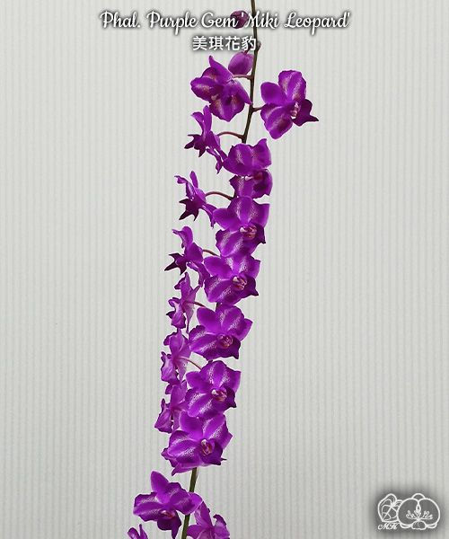 Thumbnail: Phal. Purple Gem 'Miki Leopard'