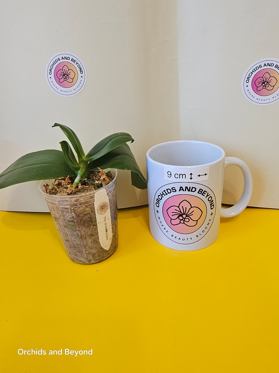 Thumbnail: Phal. KS Redland Spots