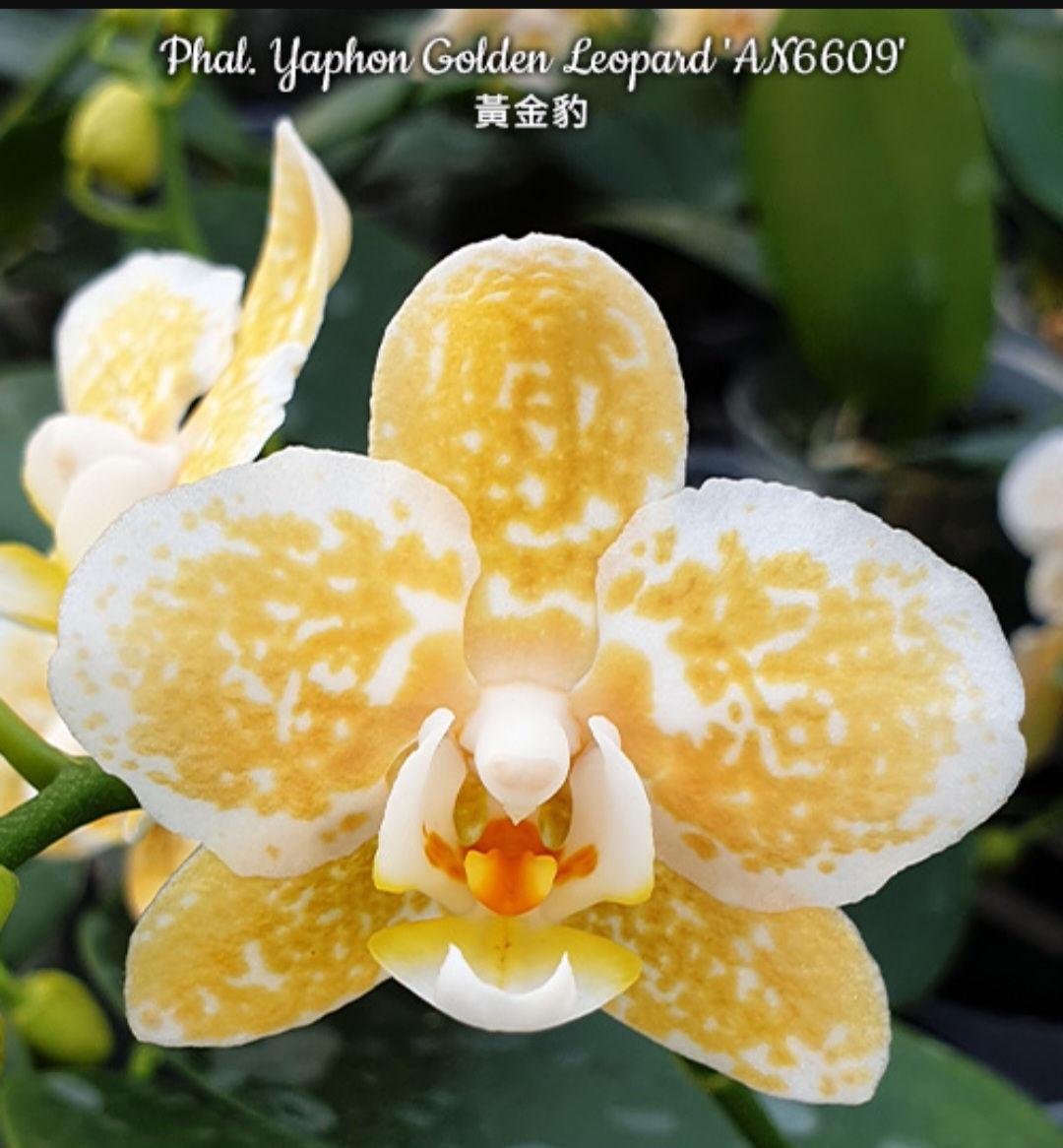 Phal. Yaphon Golden Leopard 'AN6609'