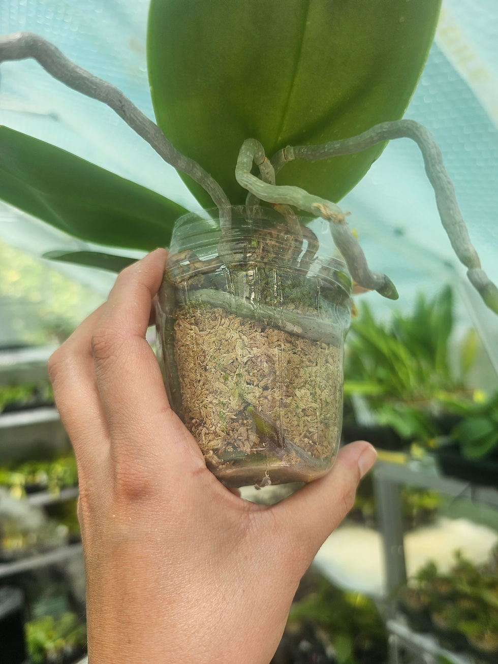 Thumbnail: Phal. Zheng Min Anaconda