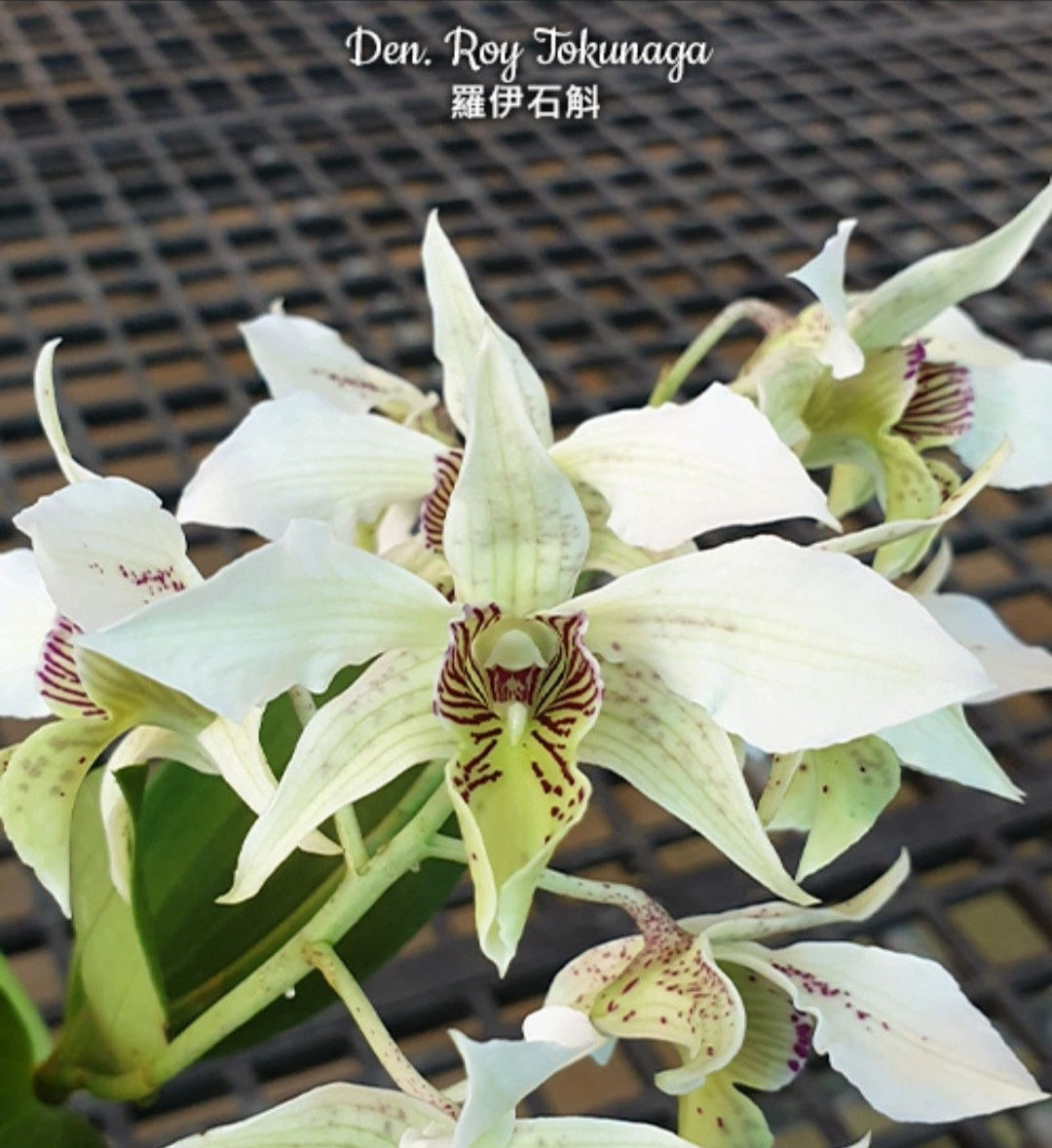 Dendrobium Roy Tokunaga 